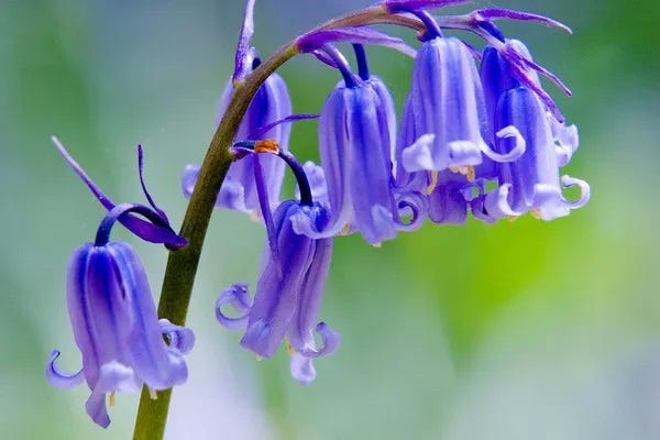 Bell Shaped Flowers