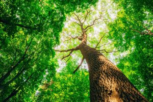 Tree Services: Nurturing and Enhancing Your Natural Canopy