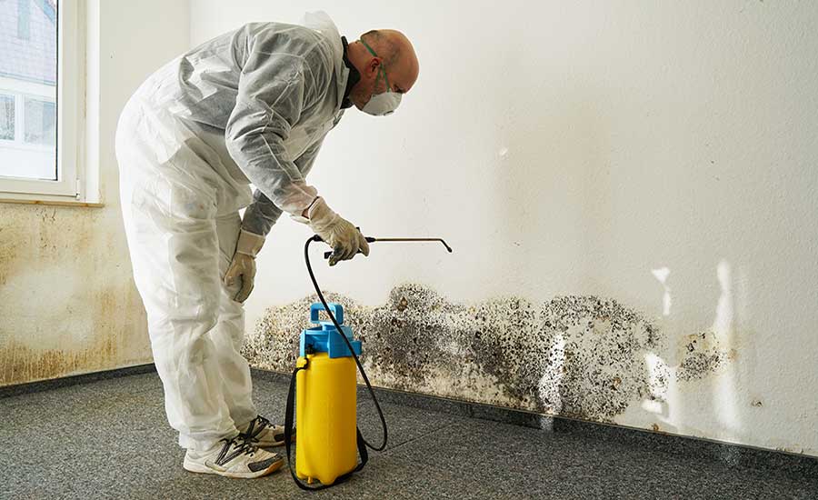 MOLD REMOVAL